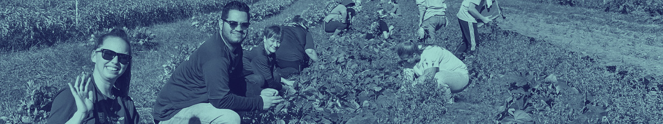 Volunteers working in a field picking vegetables. 