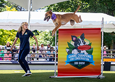 Canine Champions For Conservation